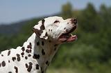 DALMATIEN 367